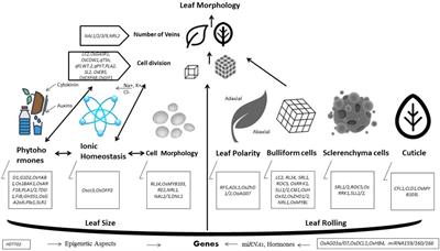 Frontiers | Current Advances In Molecular Basis And Mechanisms ...